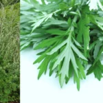 The Mystique Health Benefits of Damong Maria (Mugwort)