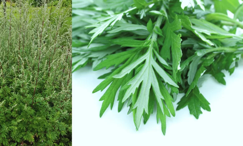 The Mystique Health Benefits of Damong Maria (Mugwort)